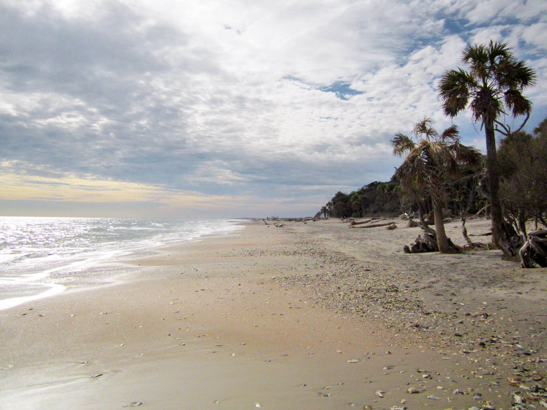 edisto island fishing charters