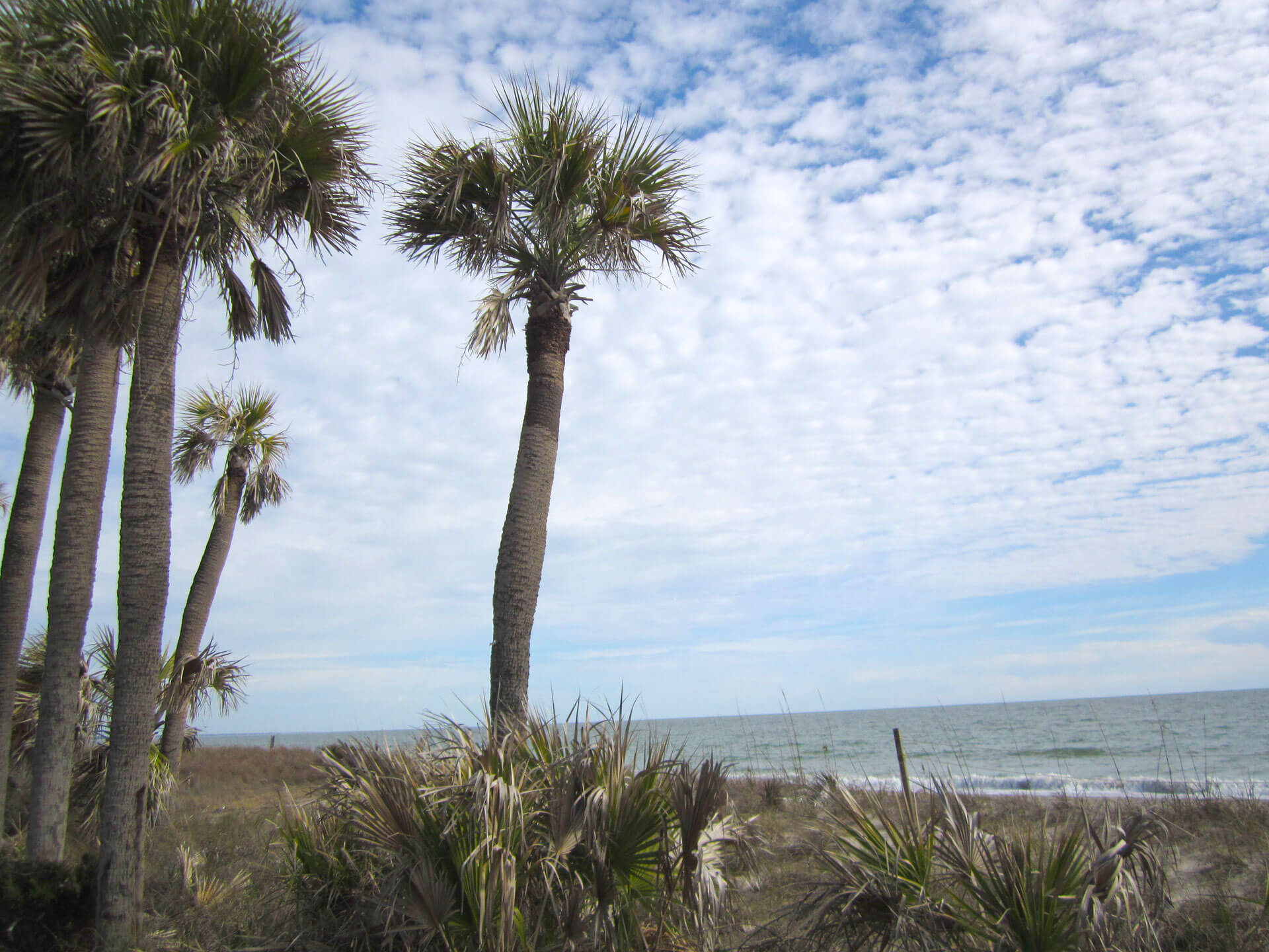 isle of palms fishing charters