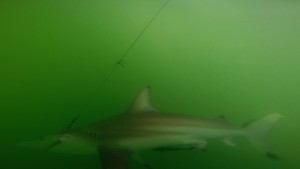 black_tip_shark_under_water